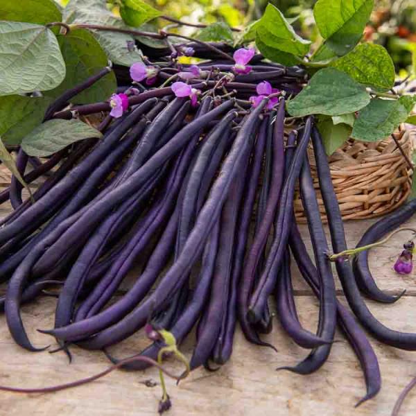 Légumes Secs - Haricot Grimpant Violet Mélissa - 20 m - face recto